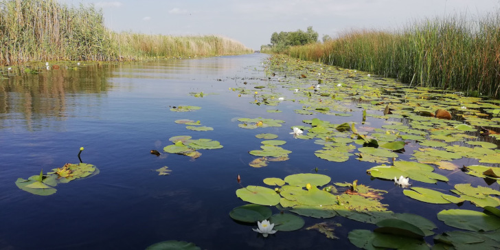 Nuferi in Delta Dunarii